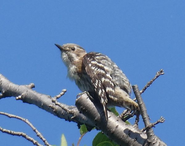 ジッとしてるのはコゲラの幼鳥？ - 善福寺公園めぐり