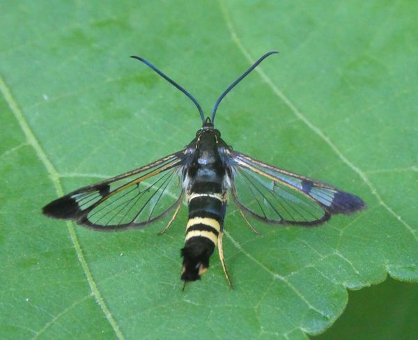 猛暑にもへっちゃら虫たち - 善福寺公園めぐり