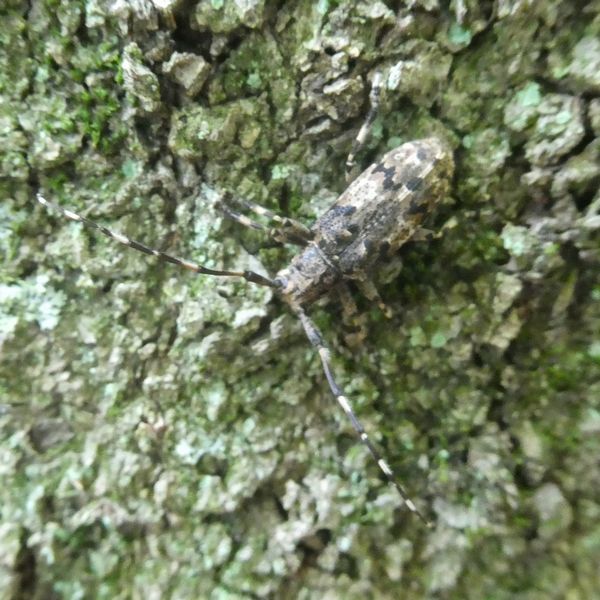 猛暑にもへっちゃら虫たち - 善福寺公園めぐり