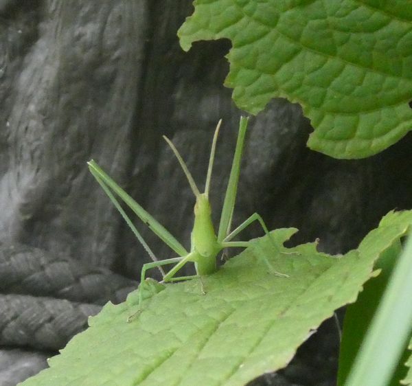 バッタのジャンプ力 - 善福寺公園めぐり