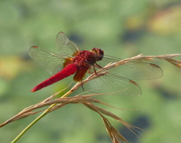 琥珀 化石 塊 琥珀の元の樹液のかたまり？ - 善福寺公園めぐり