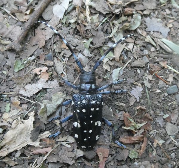 ☆ヒメムカゴシダ大株 もうムカゴ出るほどの親株 ☆ヒメムカゴシダ大株