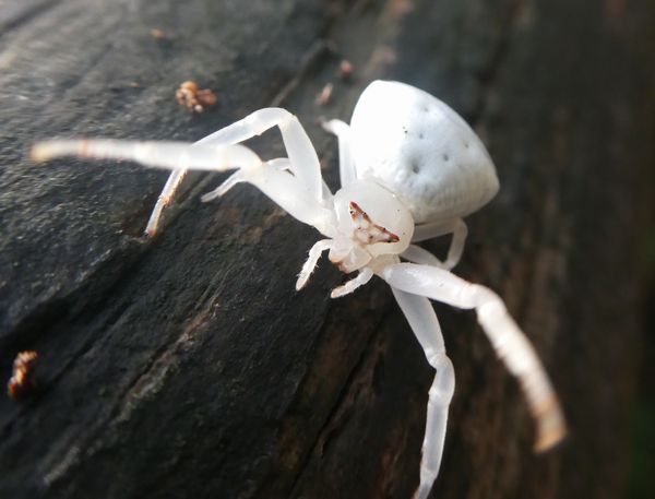 サングラスをかけたクモ - 善福寺公園めぐり