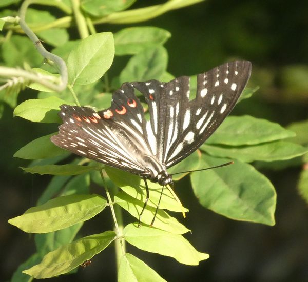 秋の訪れ？エナガの群れ - 善福寺公園めぐり