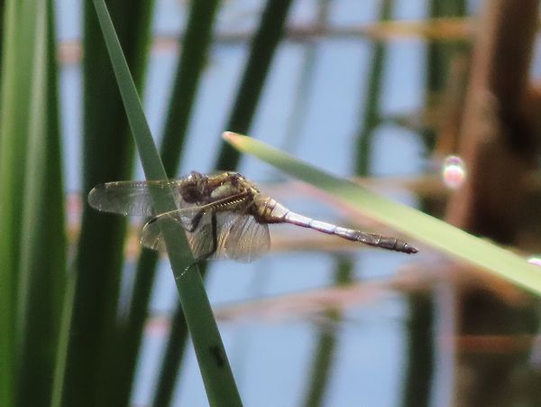 世界最古の擬態する昆虫？クサカゲロウ幼虫 - 善福寺公園めぐり