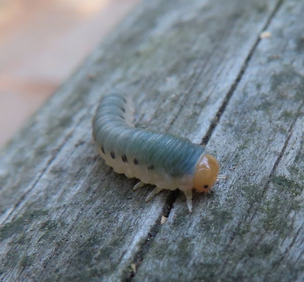 世界最古の擬態する昆虫？クサカゲロウ幼虫 - 善福寺公園めぐり