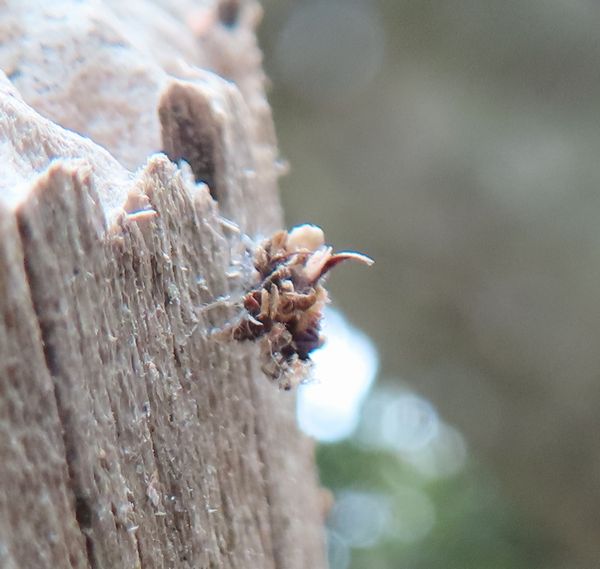 世界最古の擬態する昆虫？クサカゲロウ幼虫 - 善福寺公園めぐり