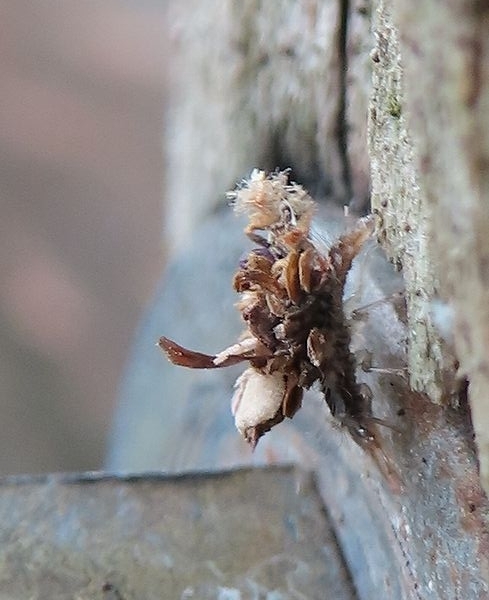 世界最古の擬態する昆虫？クサカゲロウ幼虫 - 善福寺公園めぐり