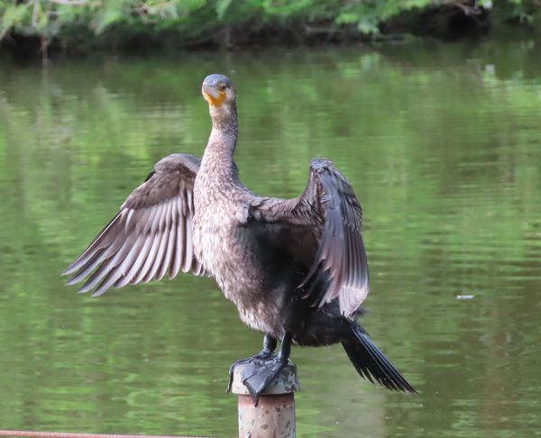 溺れているタマムシを救出！ - 善福寺公園めぐり