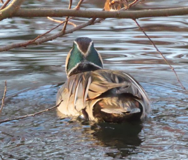 トモエガモ　剥製　カモ トモエガモ 剥製 カモ