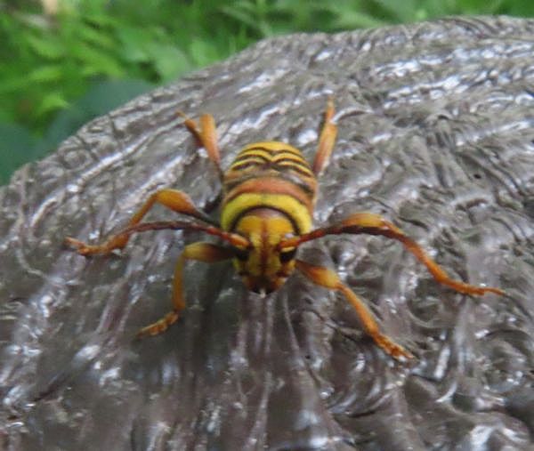 トラとハチに擬態したトラフカミキリ - 善福寺公園めぐり