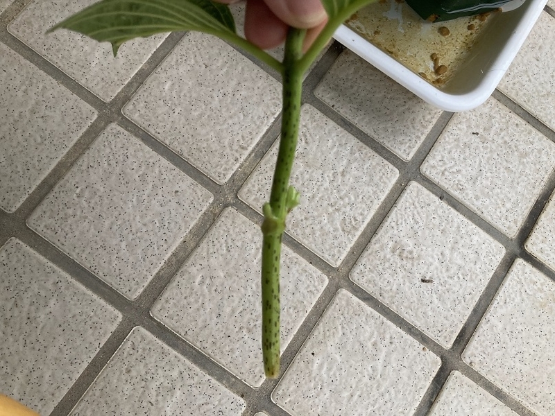 紫陽花の挿し木栽培 挿し木 鉢上げまで いおファーム 次女とおやじの家庭菜園 紫陽花の挿し木栽培 挿し木 鉢上げまで いおファーム 次女とおやじの家庭菜園