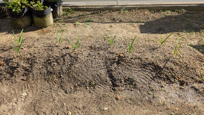 路地植え12日目⓵