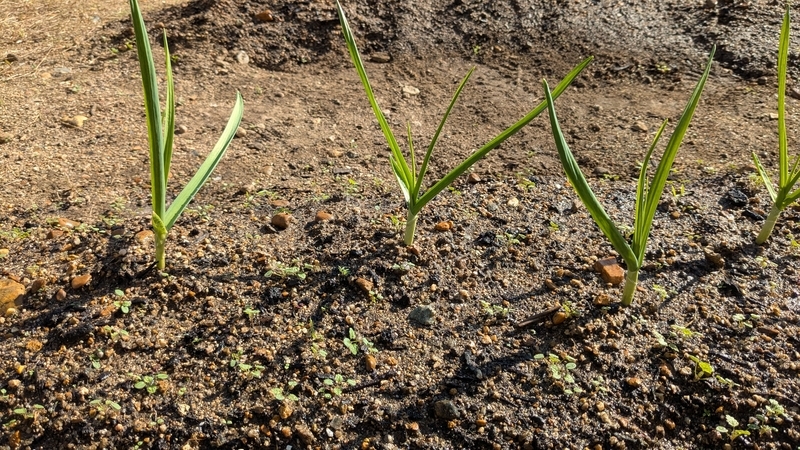 路地植え12日目⓶