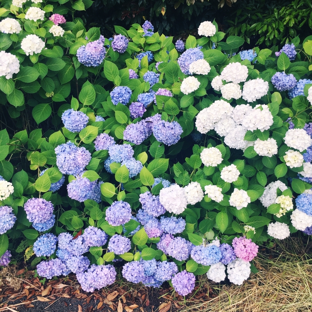 f:id:macgirl360:20180727164814j:plain f:id:macgirl360:20180727164814j:plain