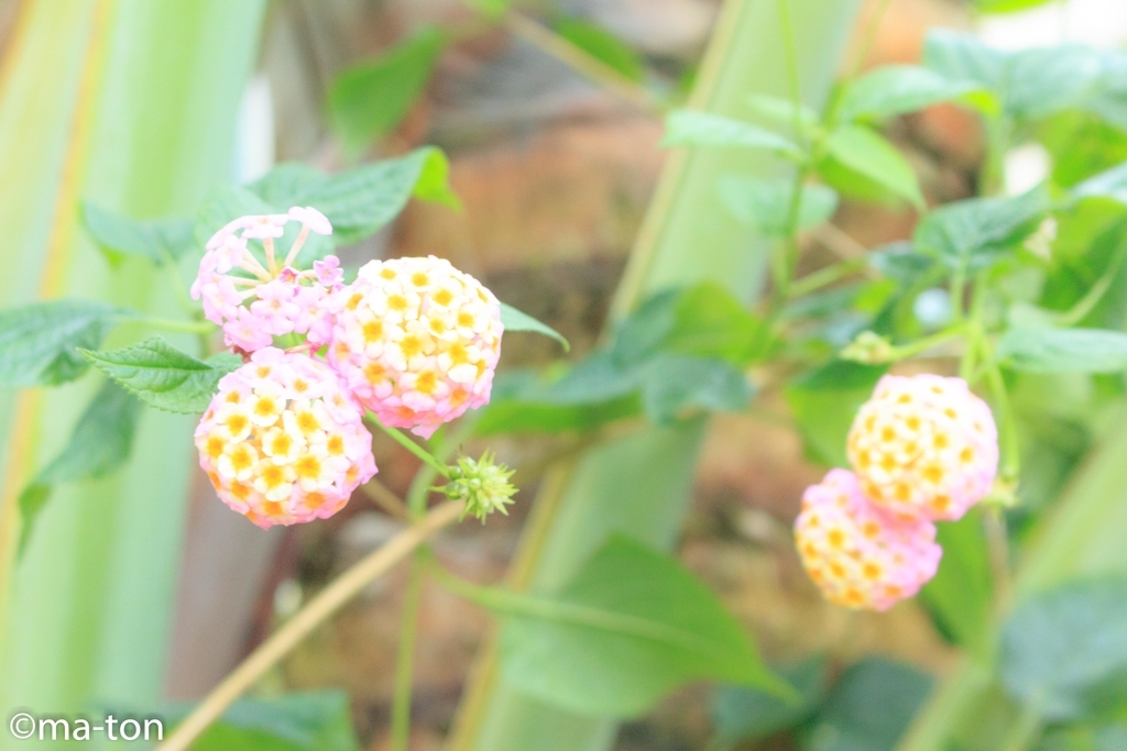 f:id:machapapa2929:20190113073104j:plain f:id:machapapa2929:20190113073104j:plain