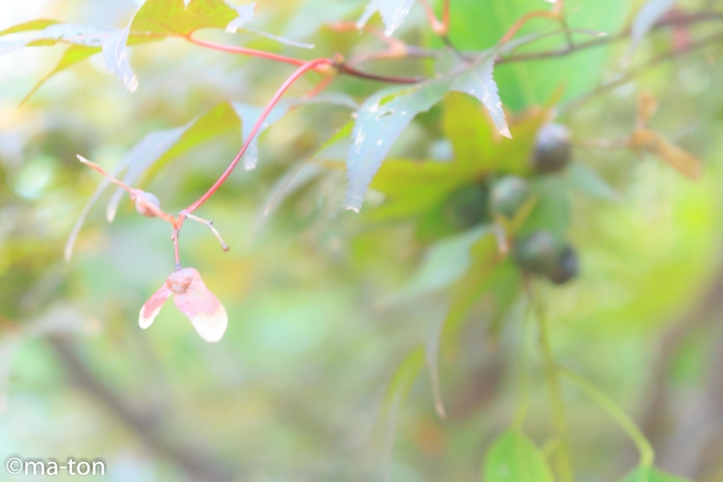 f:id:machapapa2929:20190113073132j:plain f:id:machapapa2929:20190113073132j:plain