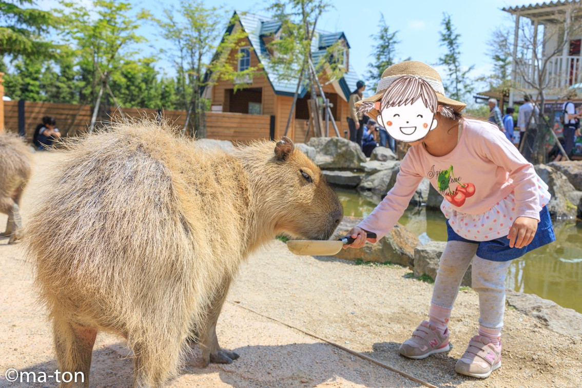 f:id:machapapa2929:20190517152336j:plain f:id:machapapa2929:20190517152336j:plain