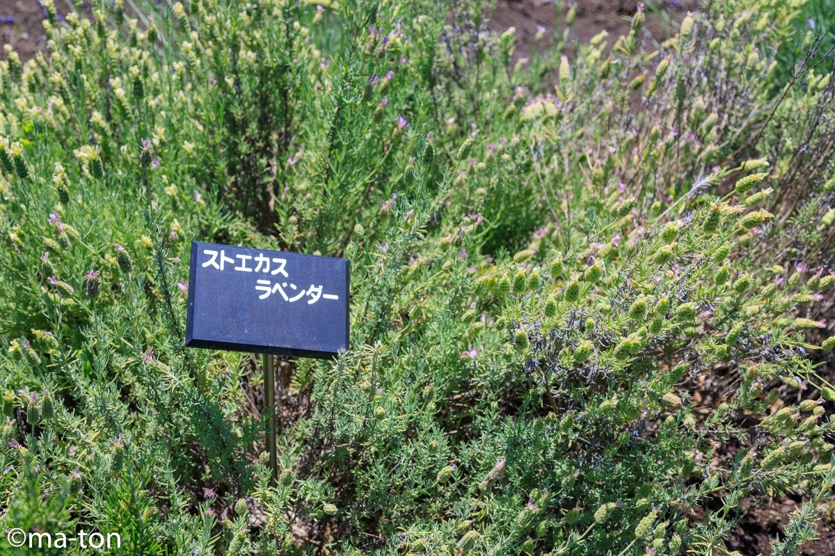 f:id:machapapa2929:20190627055219j:plain f:id:machapapa2929:20190627055219j:plain
