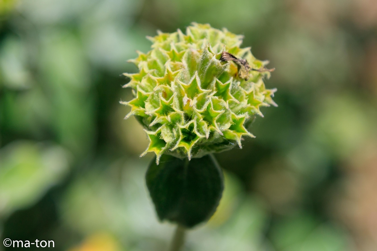 f:id:machapapa2929:20190627062143j:plain f:id:machapapa2929:20190627062143j:plain