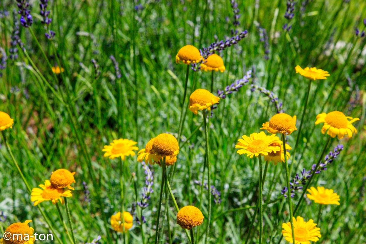 f:id:machapapa2929:20190627062651j:plain f:id:machapapa2929:20190627062651j:plain