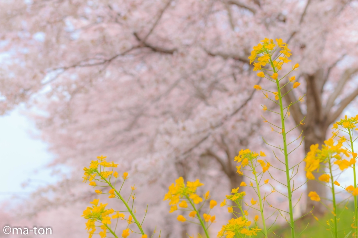 SIGMA 17-50mm F2.8 EX DC OS HSM キヤノン☆作例-