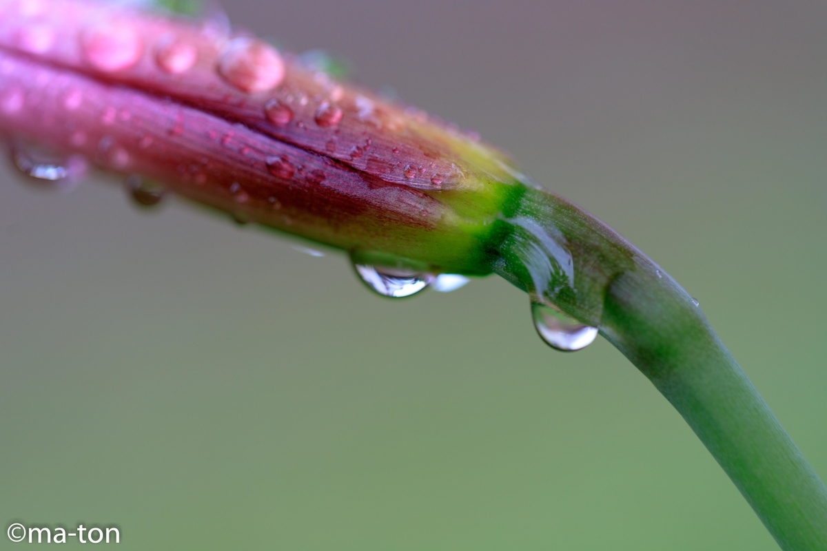 EF100mm F2.8L macro IS USM マクロレンズ