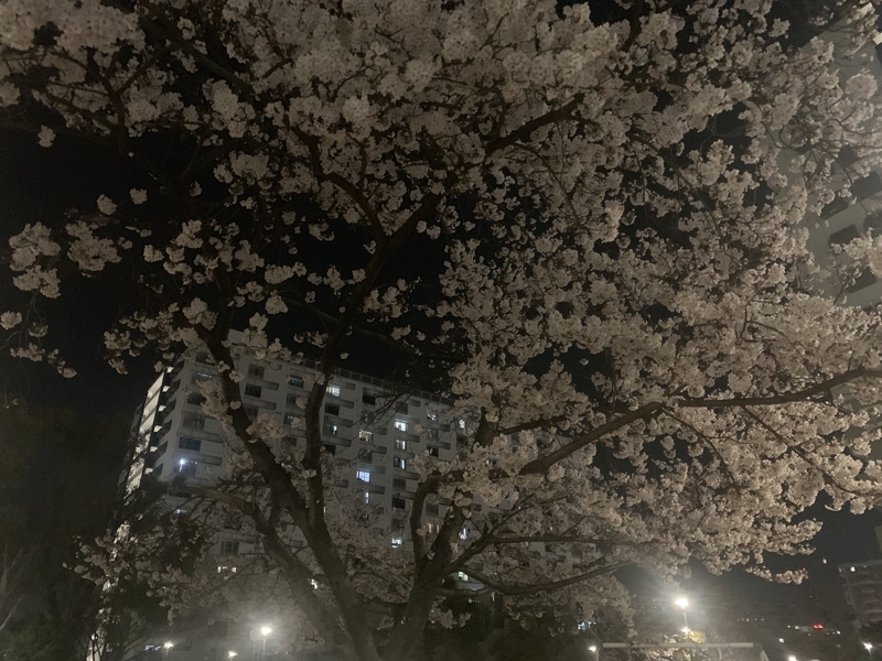夜桜