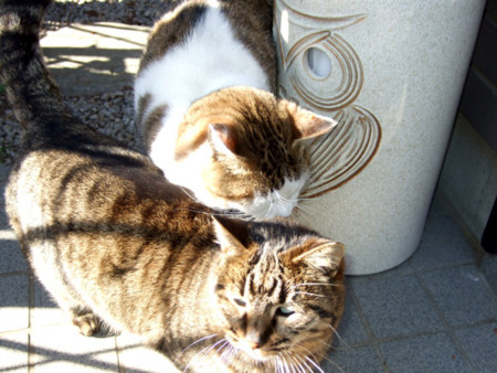 f:id:machida77:20100110134329j:image