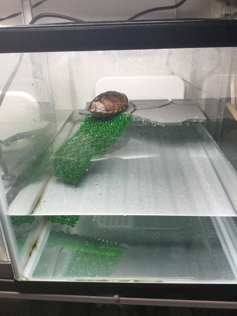 水棲亀の陸場作り ちまめの飼育部屋 水棲亀の陸場作り ちまめの飼育部屋