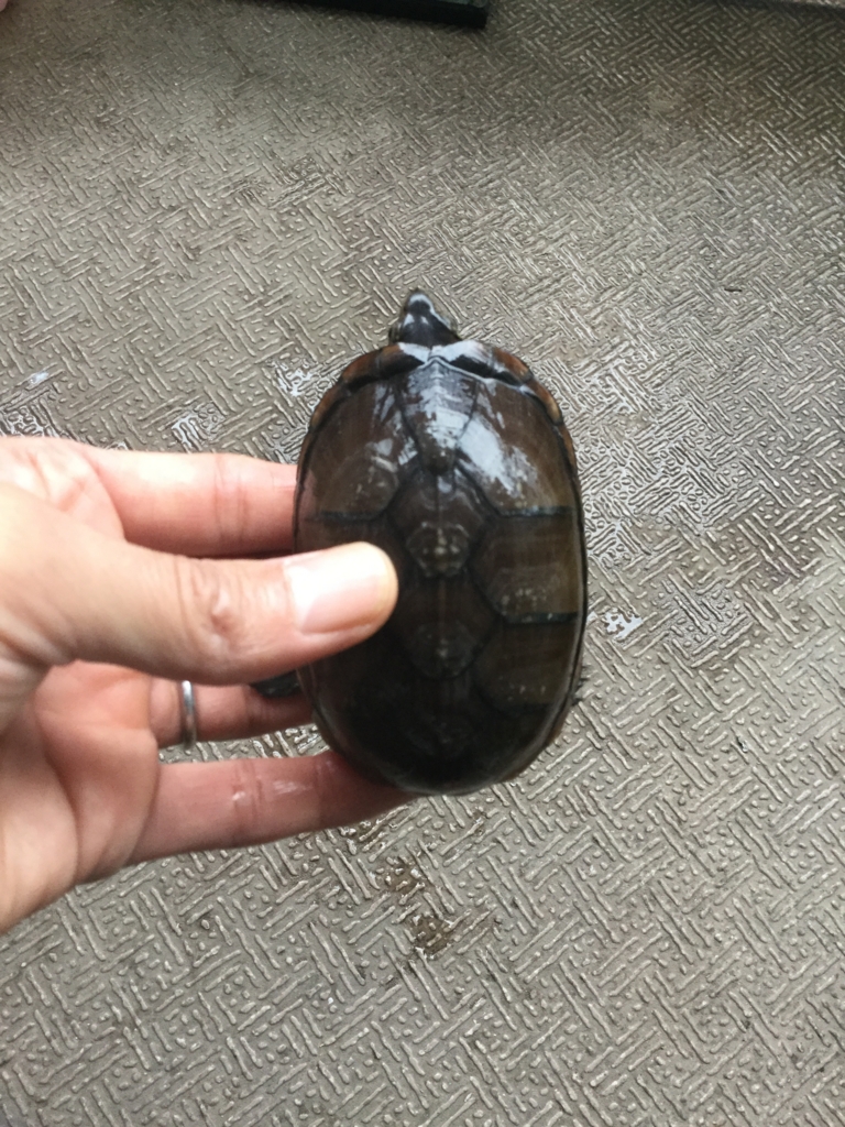 f:id:machidacustom2015:20161029171611j:plain