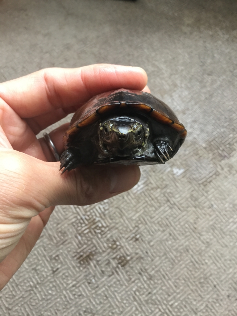 f:id:machidacustom2015:20161029171715j:plain