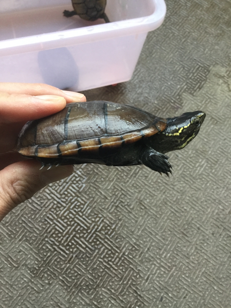 f:id:machidacustom2015:20161029171748j:plain