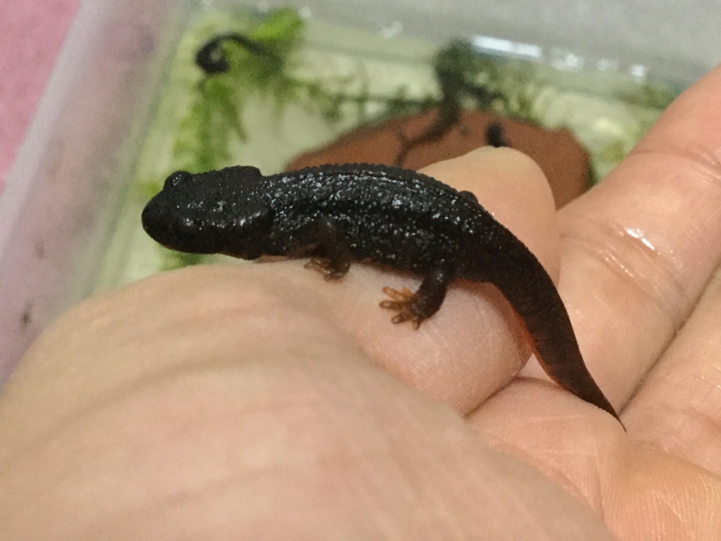 f:id:machidacustom2015:20161208210259j:plain f:id:machidacustom2015:20161208210259j:plain