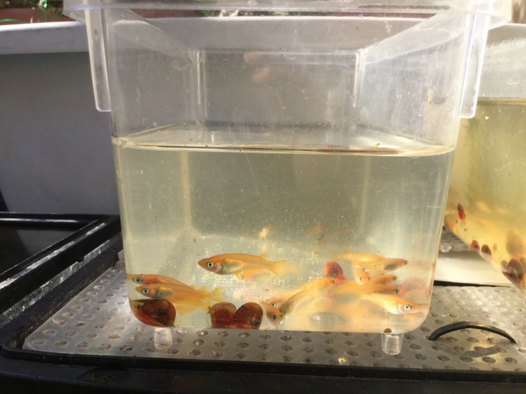 メダカ水槽 水換え ちまめの飼育部屋