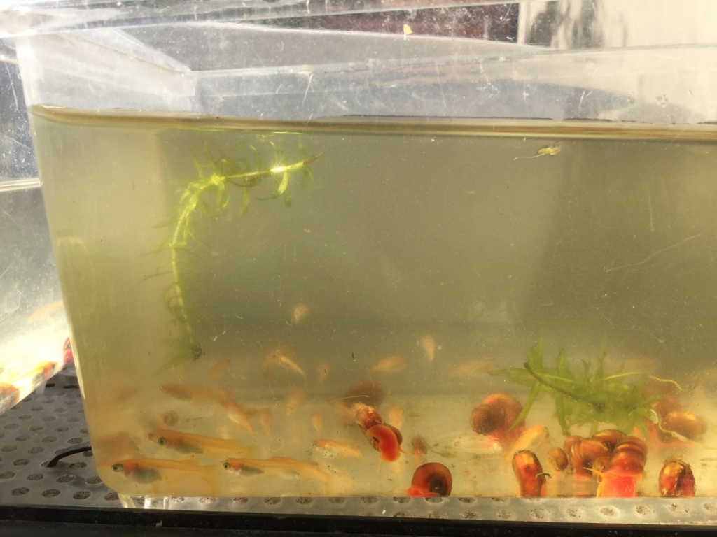 メダカ水槽 水換え ちまめの飼育部屋