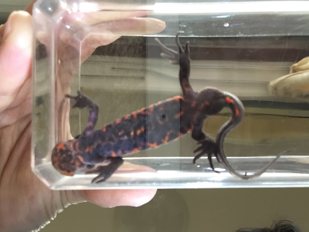 うちのイモリ達 1 成体編 ちまめの飼育部屋 うちのイモリ達 1 成体編 ちまめの飼育部屋