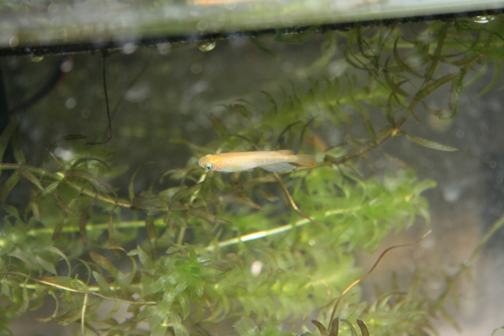 ヒメダカ産卵と アカハライモリ卵その後 ちまめの飼育部屋