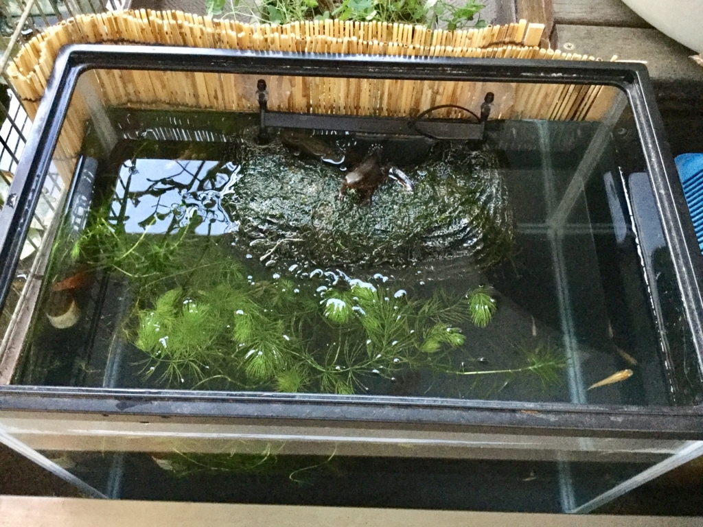ベランダのアカハライモリの水槽サイズアップ ちまめの飼育部屋