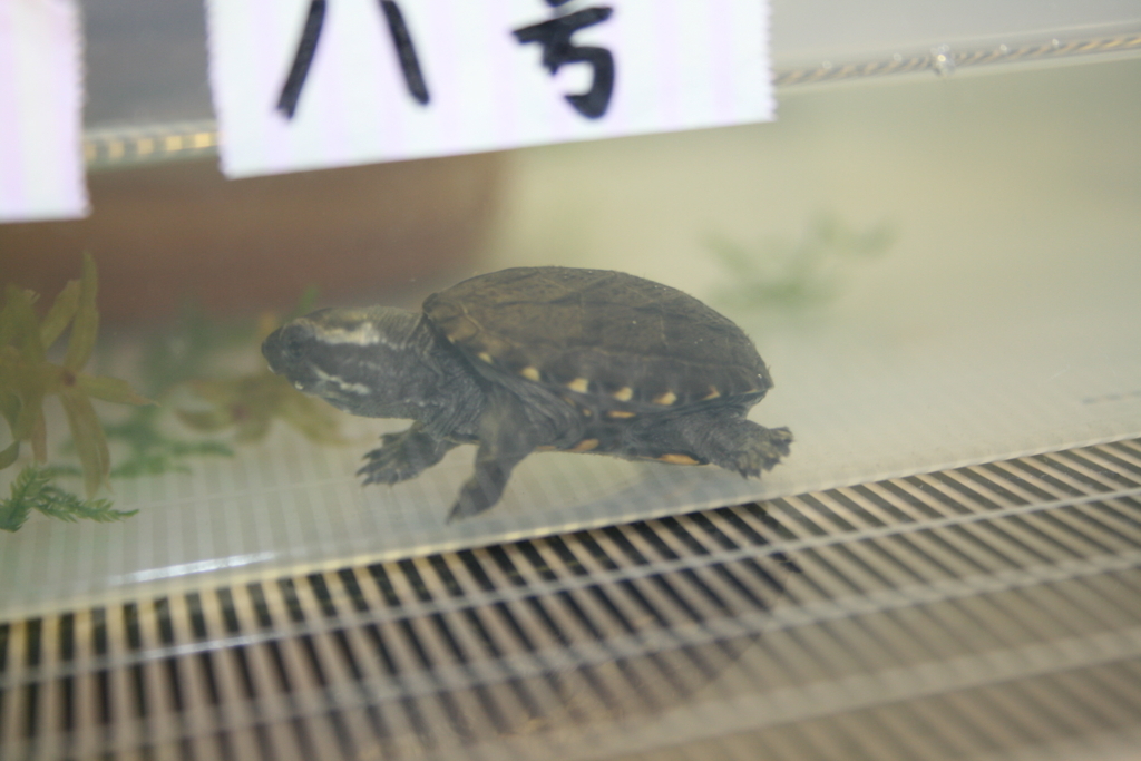トウブドロガメ、子亀成長記 8 - ちまめの飼育部屋
