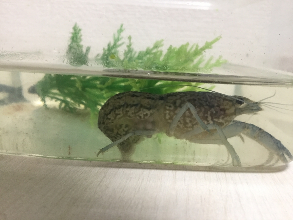 ミステリークレイフィッシュ 青個体抱卵 ちまめの飼育部屋