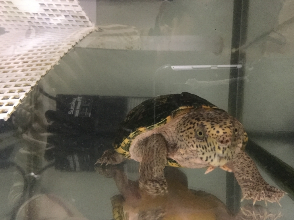カメの水中フィルター買い換えました ちまめの飼育部屋