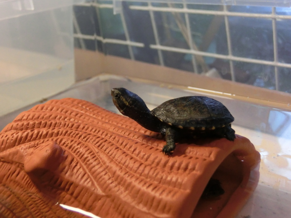 トウブドロガメ 子亀成長記１２ ちまめの飼育部屋