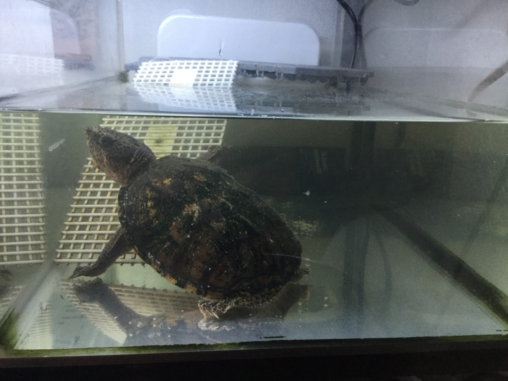 ミルコの水中フィルター設置 その後 ちまめの飼育部屋