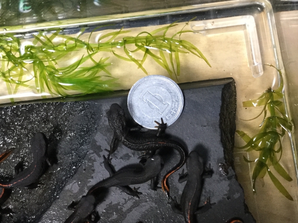 アカハライモリ幼体 17 の成長8 ちまめの飼育部屋 アカハライモリ幼体 17 の成長8 ちまめの飼育部屋
