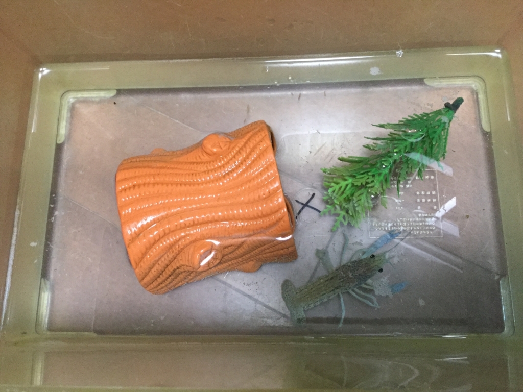 ミステリークレイフィッシュ 青い個体お引越し ちまめの飼育部屋