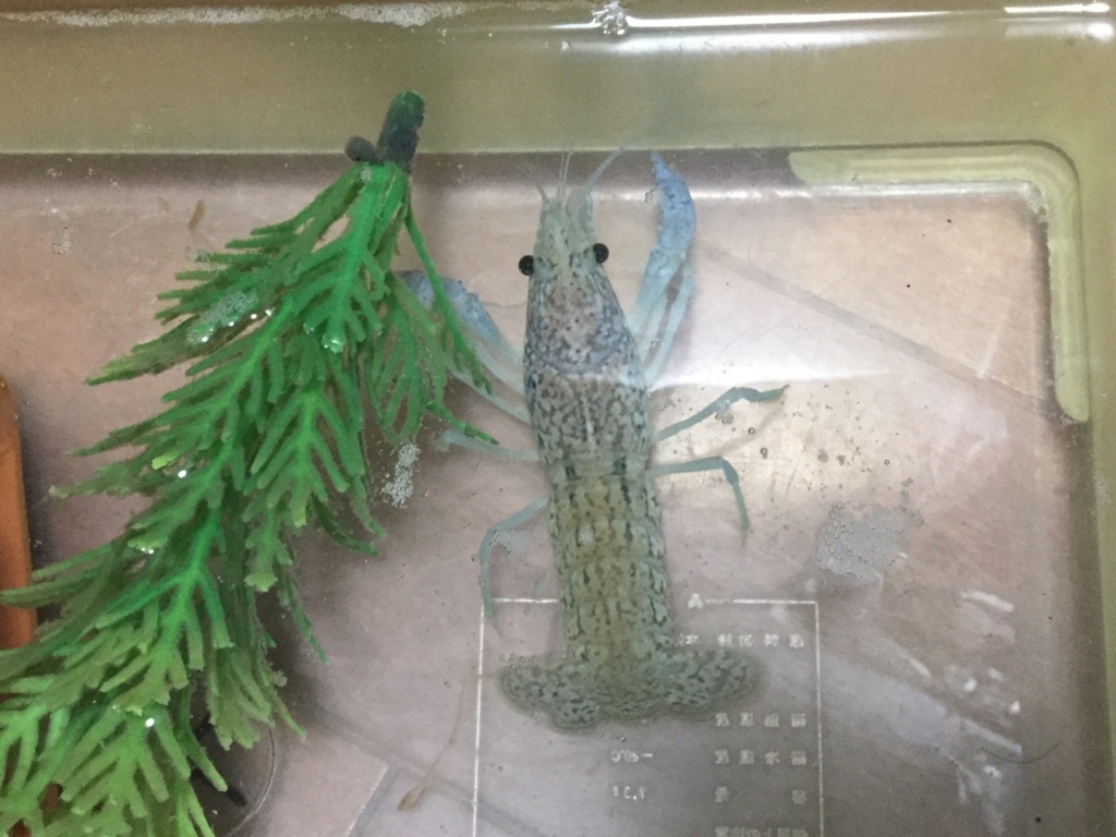 ちまめの飼育部屋 ちまめの飼育部屋