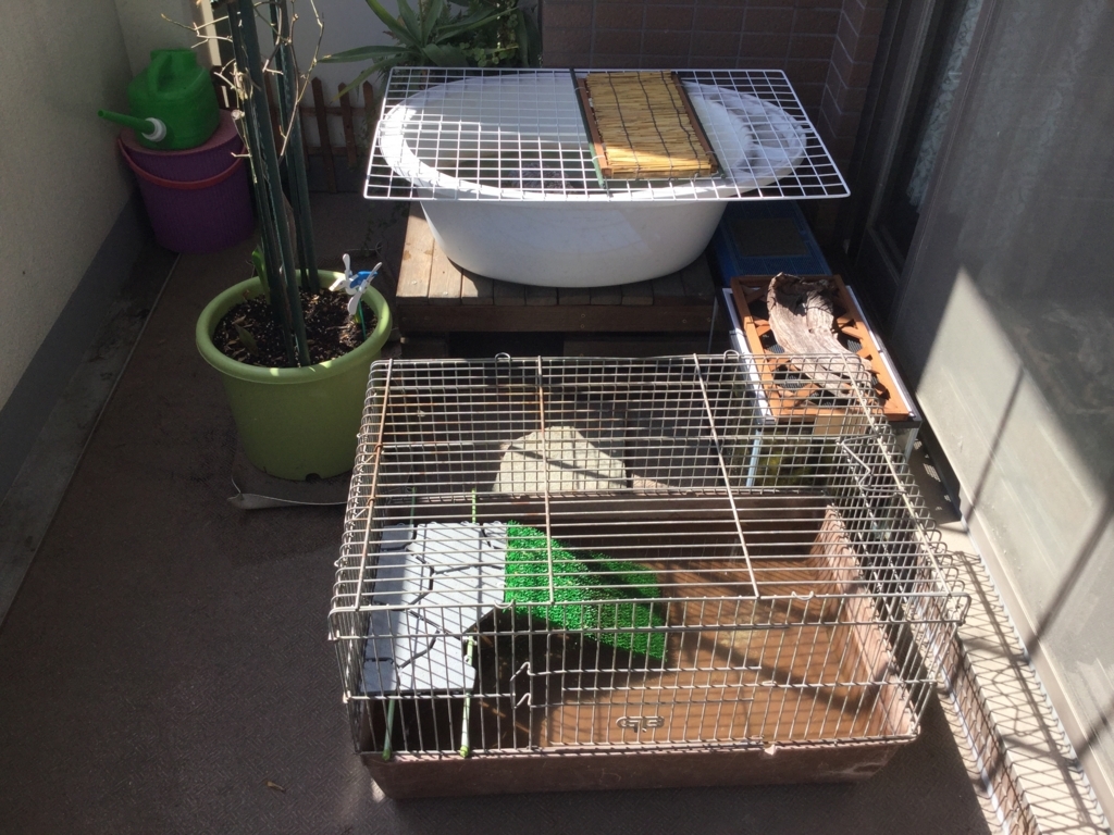 ベランダ模様替え ちまめの飼育部屋 ベランダ模様替え ちまめの飼育部屋