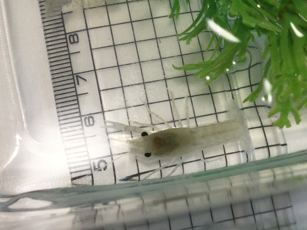 f:id:machidacustom2015:20180526210826j:plain