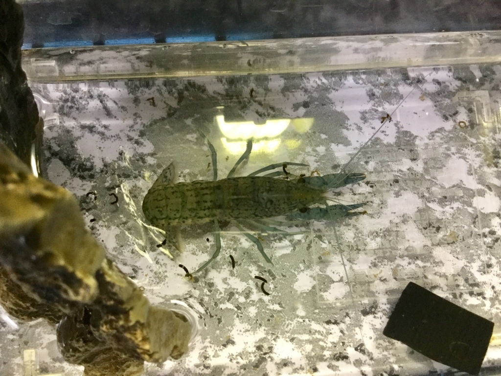 f:id:machidacustom2015:20180527125747j:plain